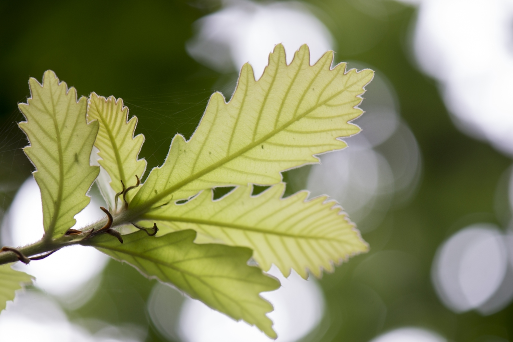 Underside of leaf