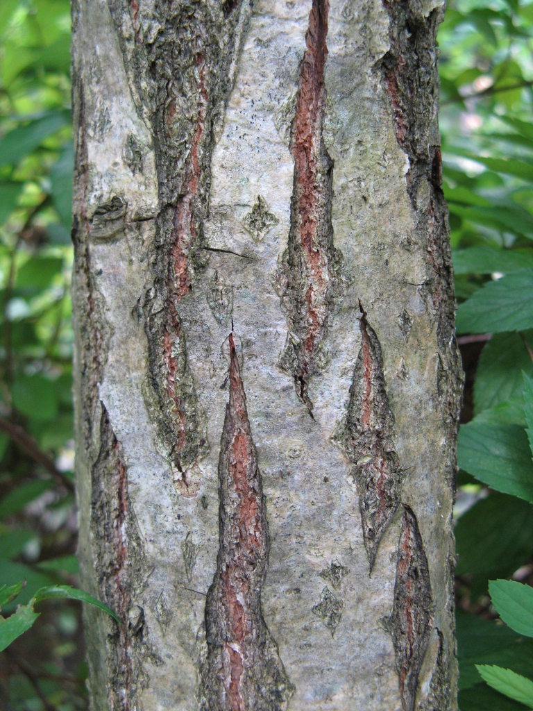 Brown furrowed bark