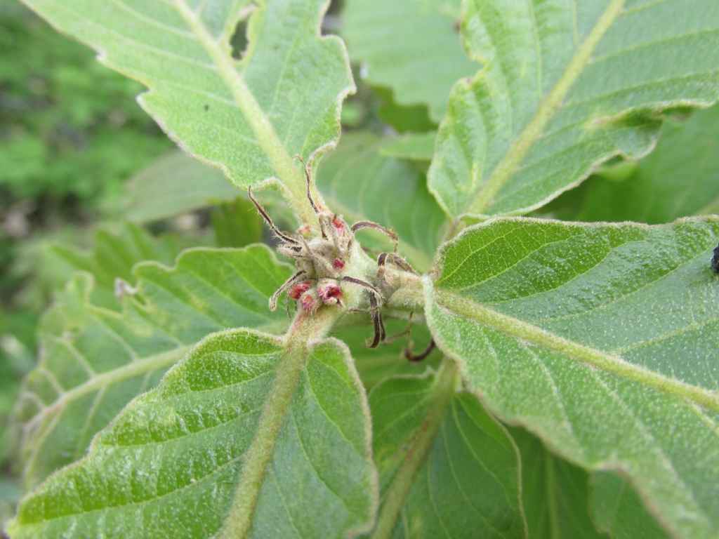 Female flowers