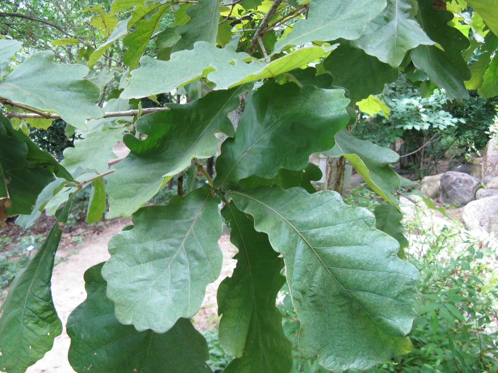 Lobed leaves