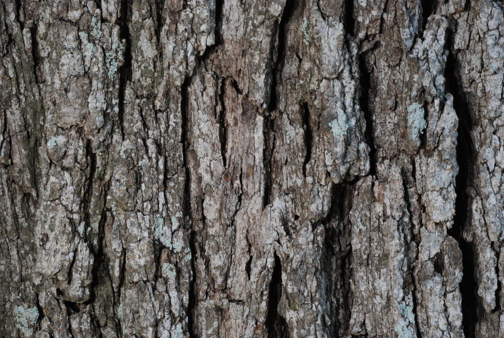 Close-up of bark (Bastrop, TX)-Early Fall