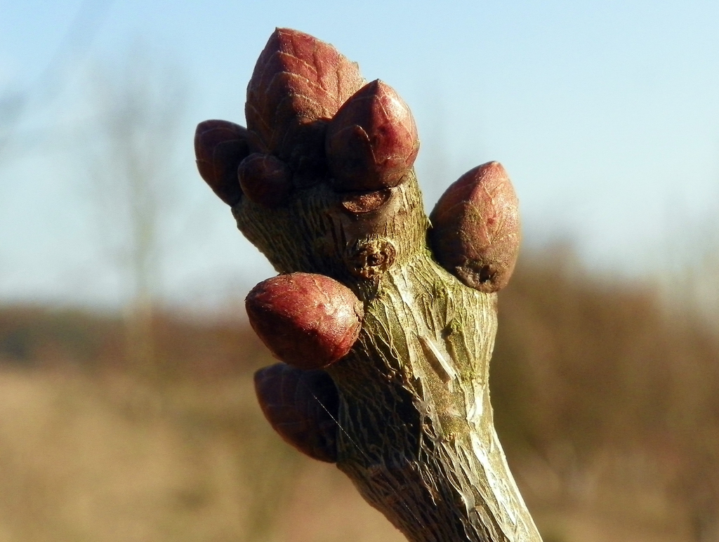 Terminal buds