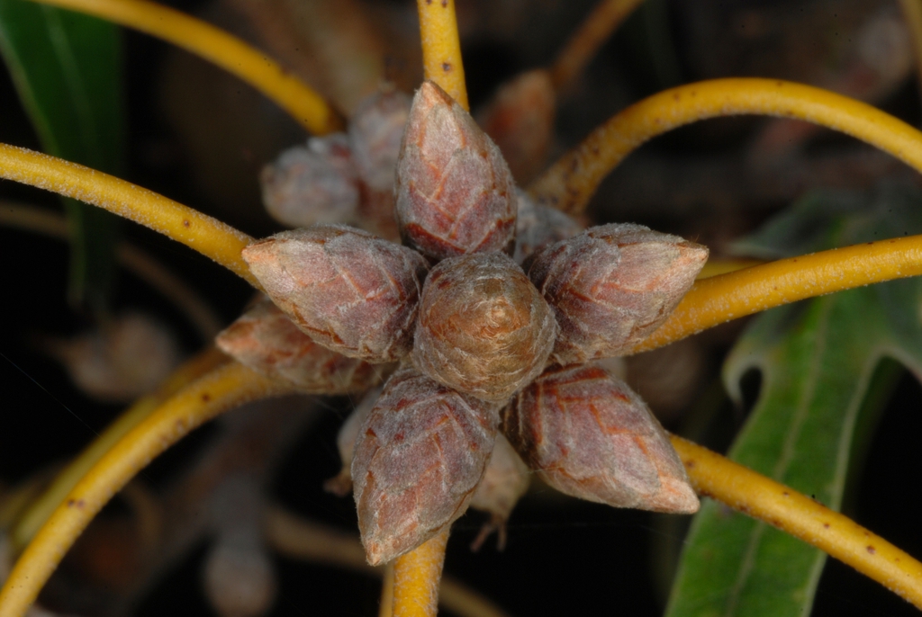Young acorns (Greensboro, NC)-Mid Fall