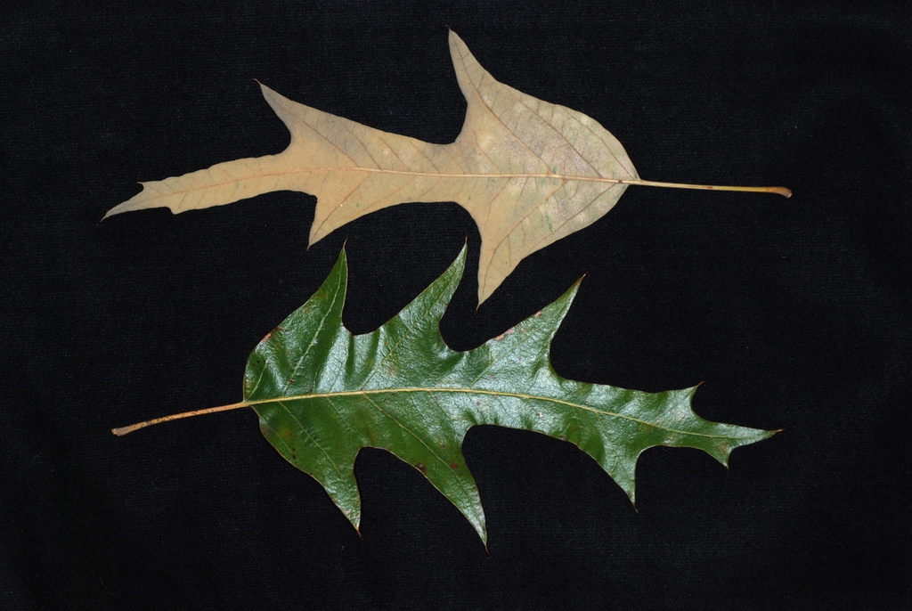 Front and back of leaf (Greensboro, NC)-Mid Fall