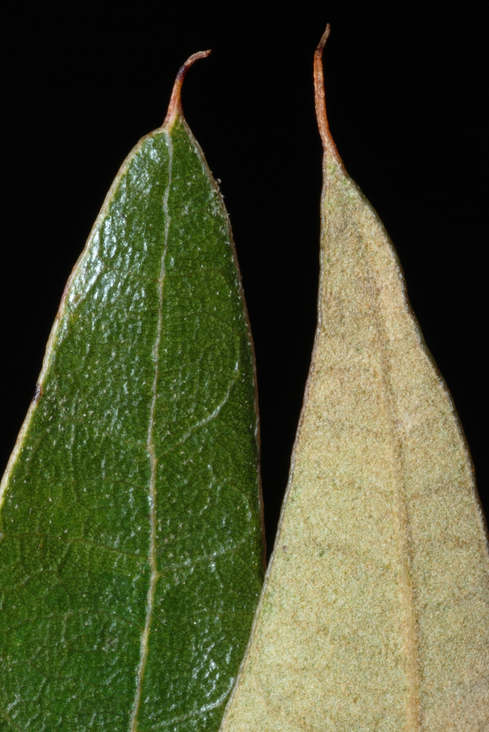 Leaf tips (Greensboro, NC)-Mid Fall