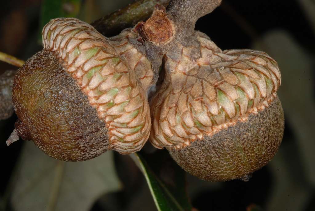 Side view of acorns (Greensboro, NC)-Mid Fall