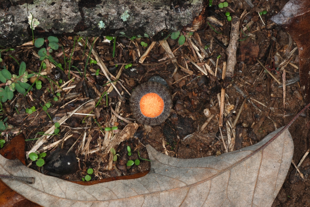 Fallen leaf and acorn (Greensboro, NC)-Mid Fall