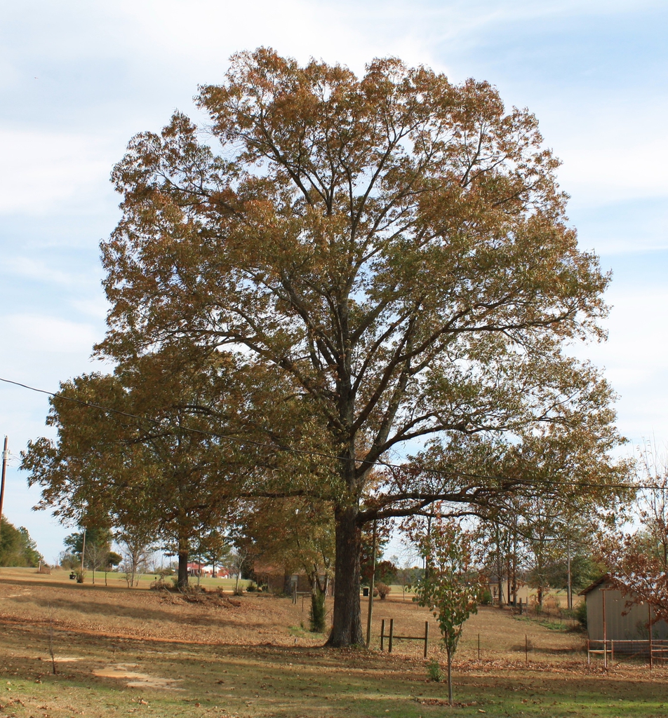 Form