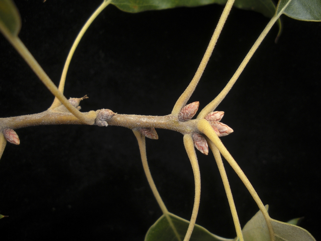 Stem and buds