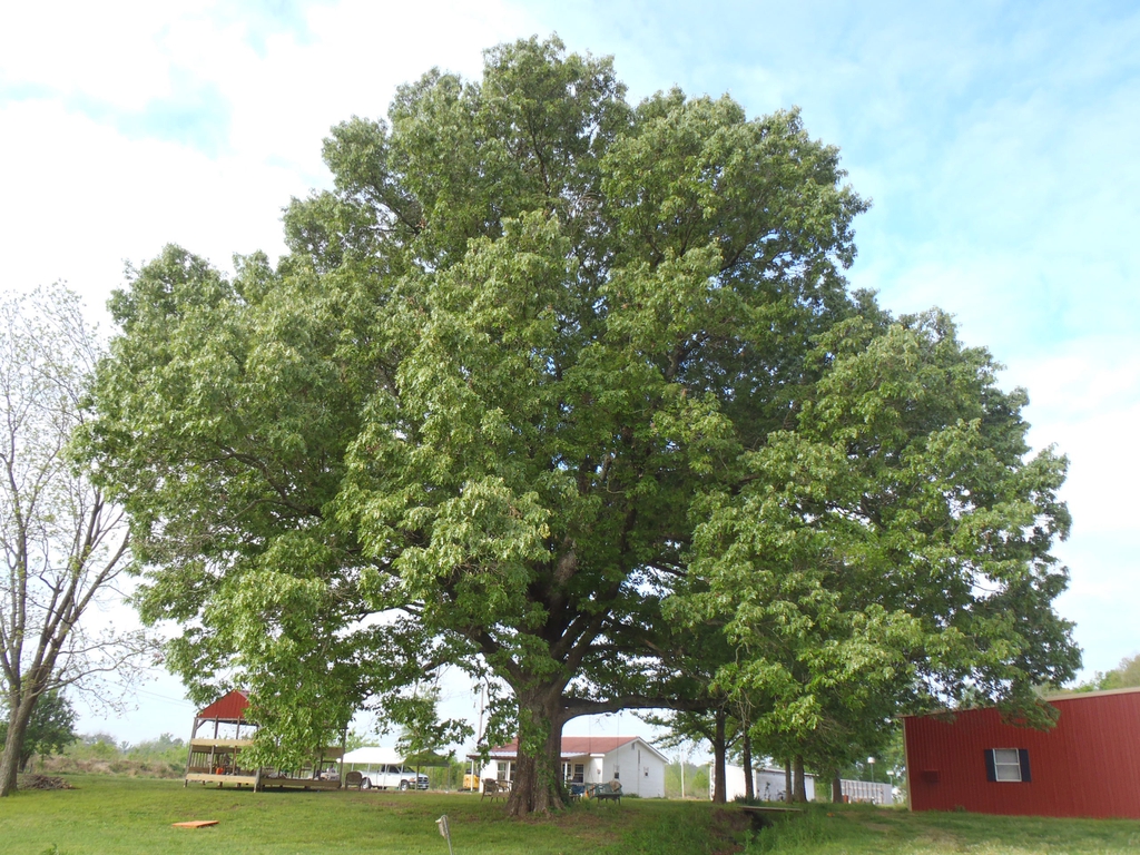Quercus falcata