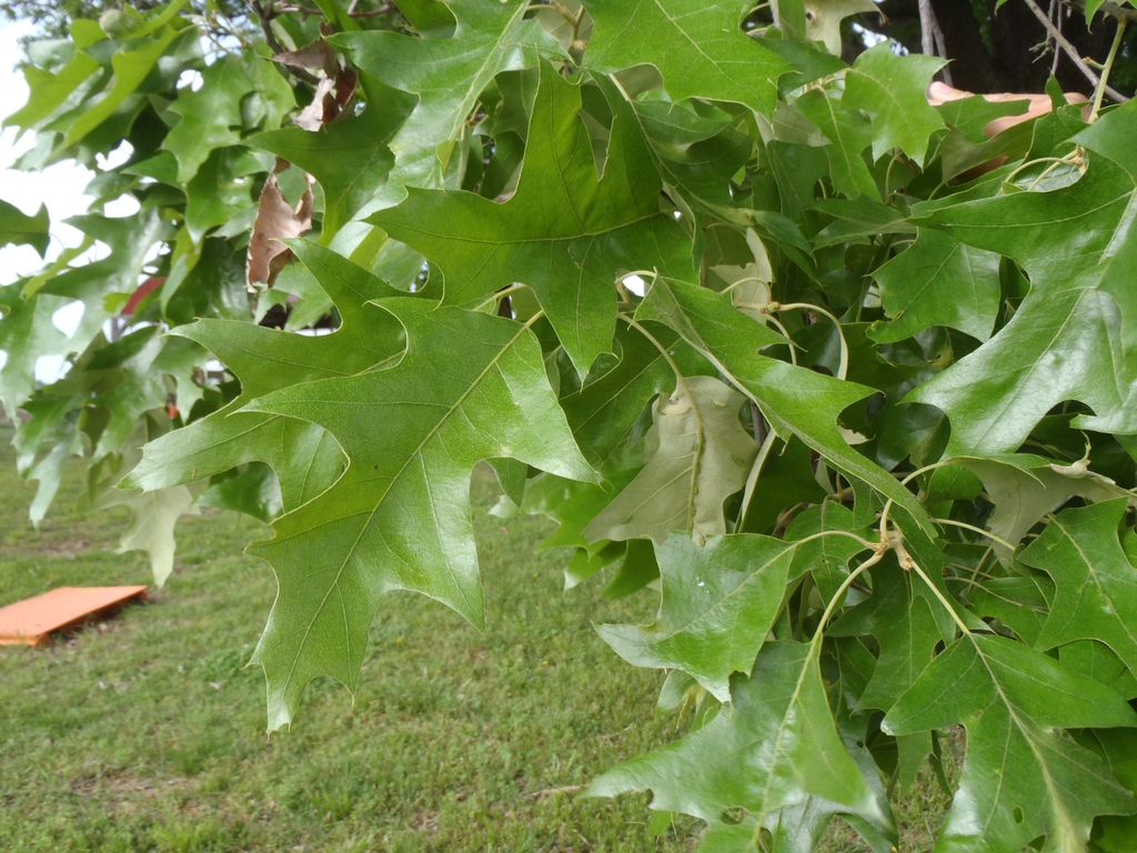 Quercus falcata