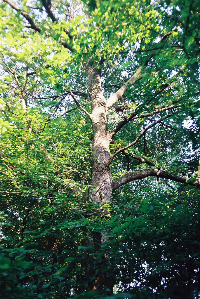 Trunk and branches of the tree