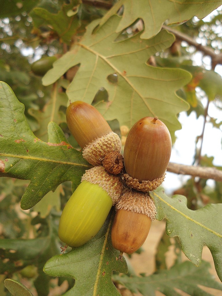 Capped acorn