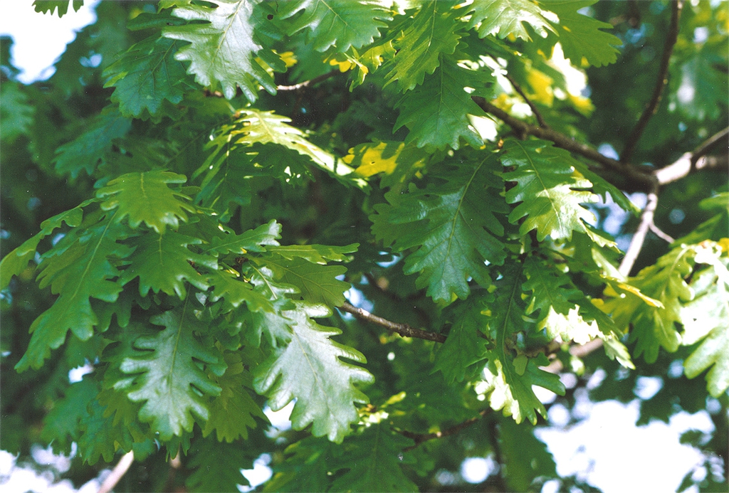 Lobed leaves