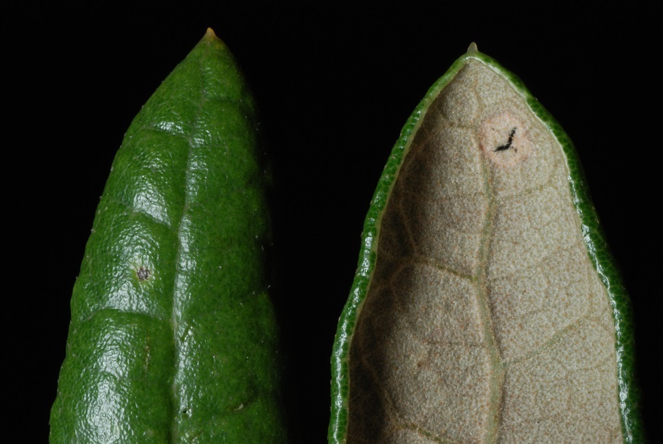 Front and back of leaf (Horry County, SC)-Mid Fall