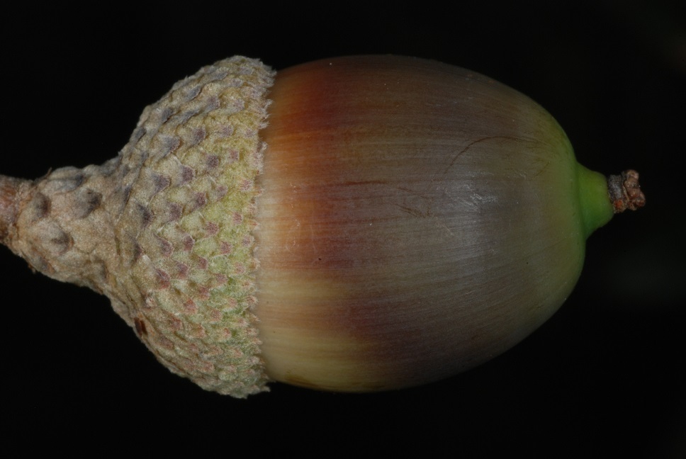 Side view of acorn (Horry County, SC)-Mid Fall