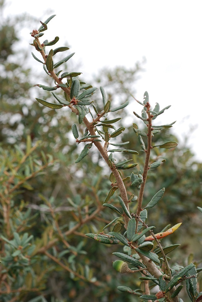 Branches (Horry County, SC)-Mid Fall