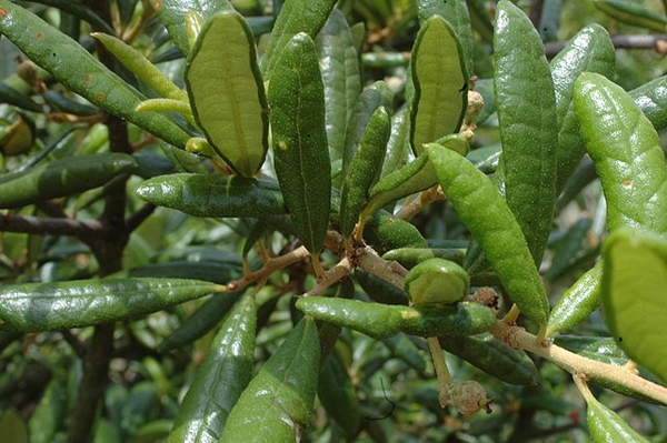 Green leaves with margins curled under