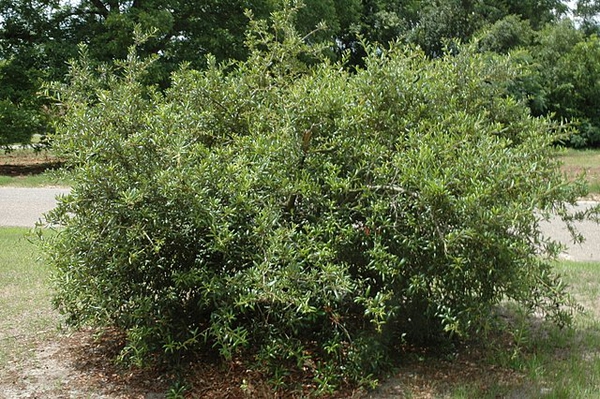 Shrub form