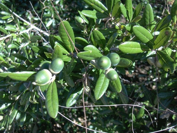 Acorns and leaves