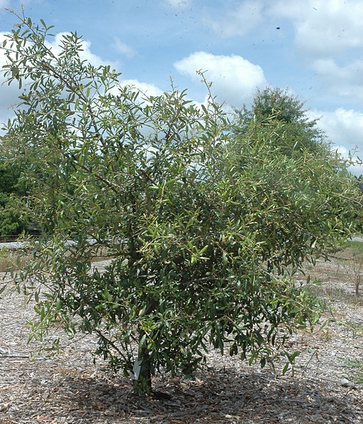 Quercus geminata