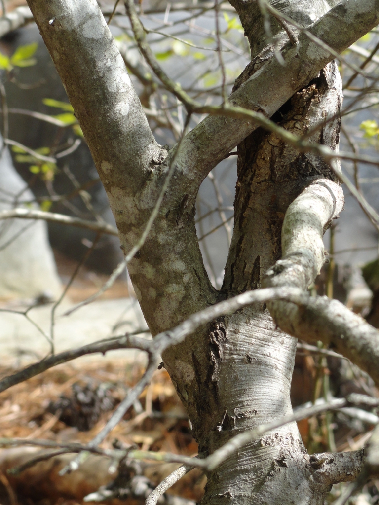 Bark