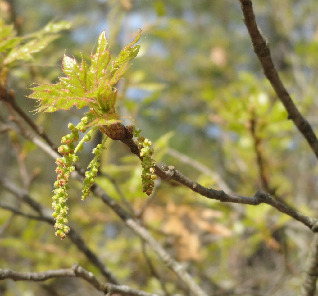 Yellow catkins