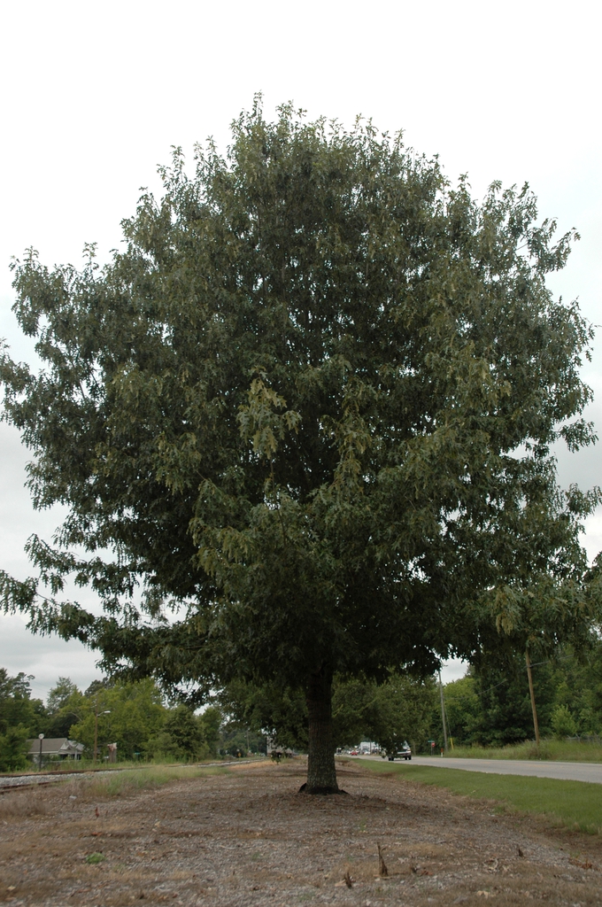 Tree form