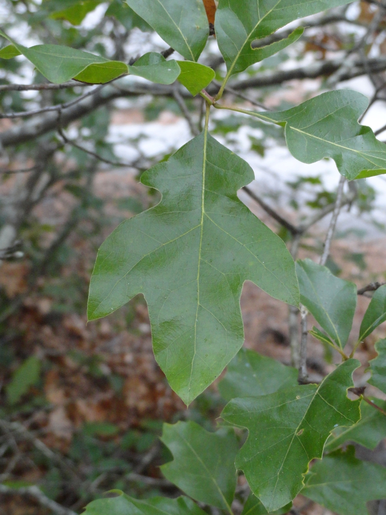 Leaves