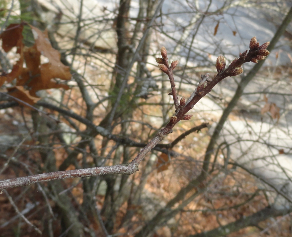 twigs and buds