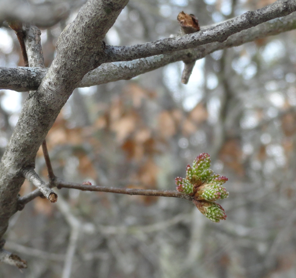 Twigs and buds