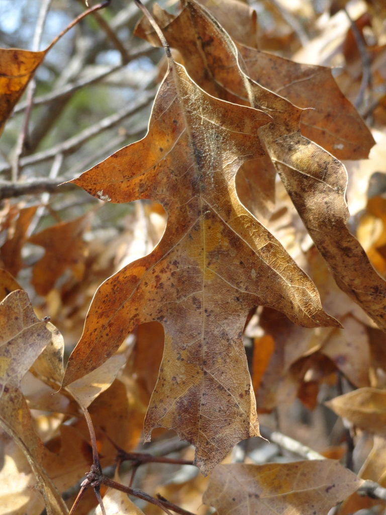 Winter leaves