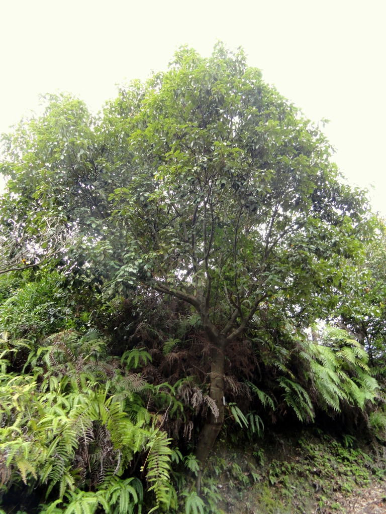 Form