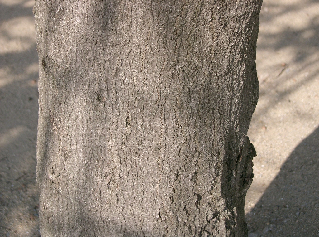 Bark
