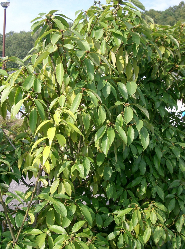 Shrub form