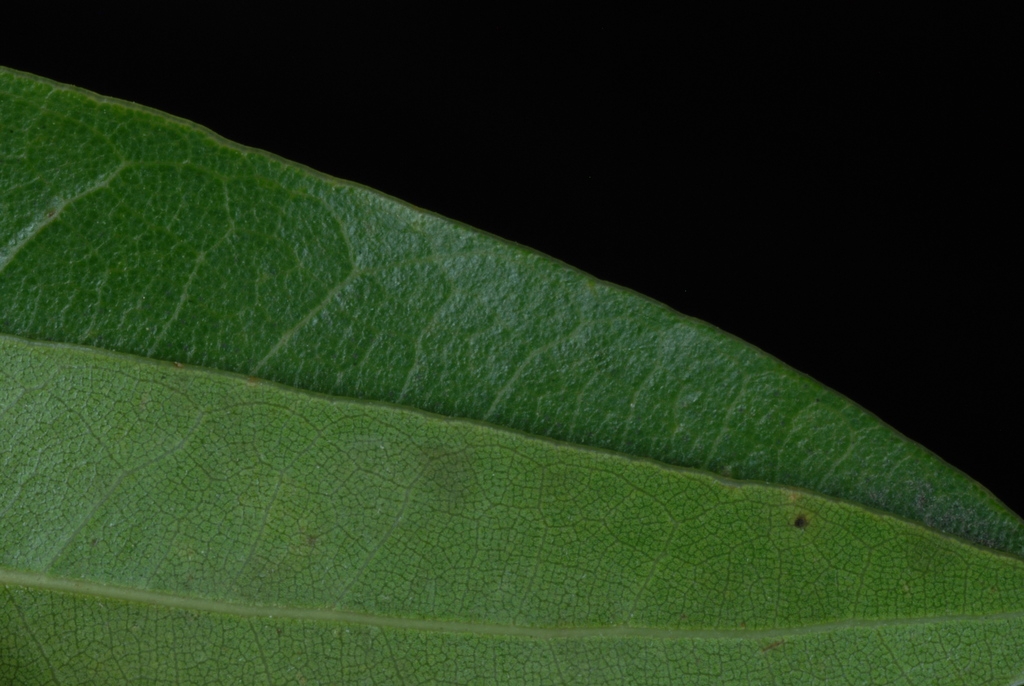 Entire margins of the leaf (Moore County, NC)-Early Fall