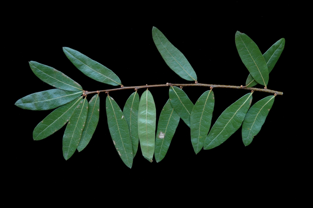 Stems and leaves