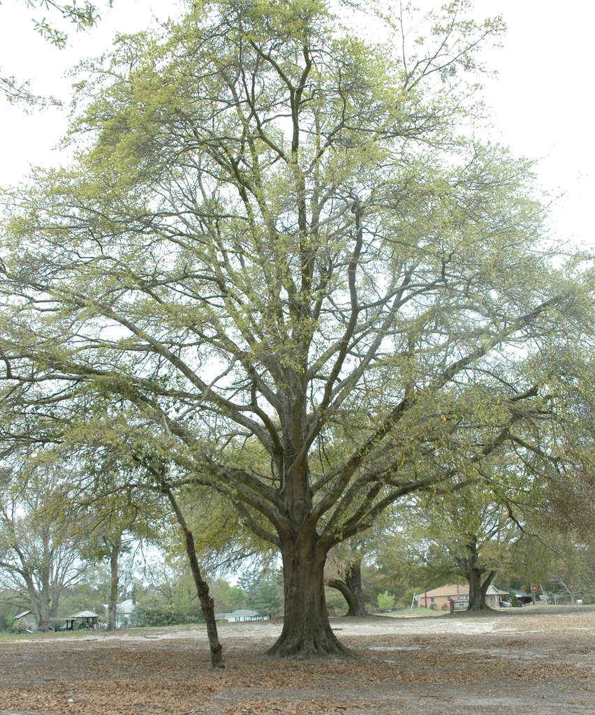 Form ofa large tree