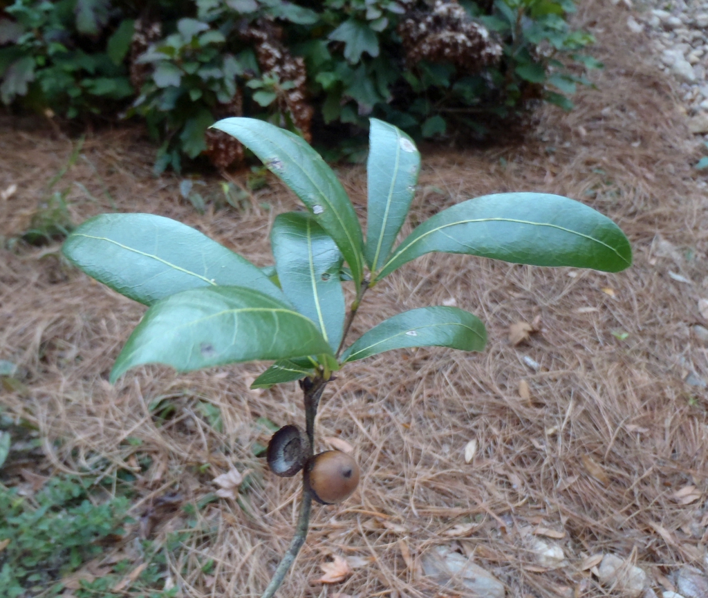 Acorn and leaves