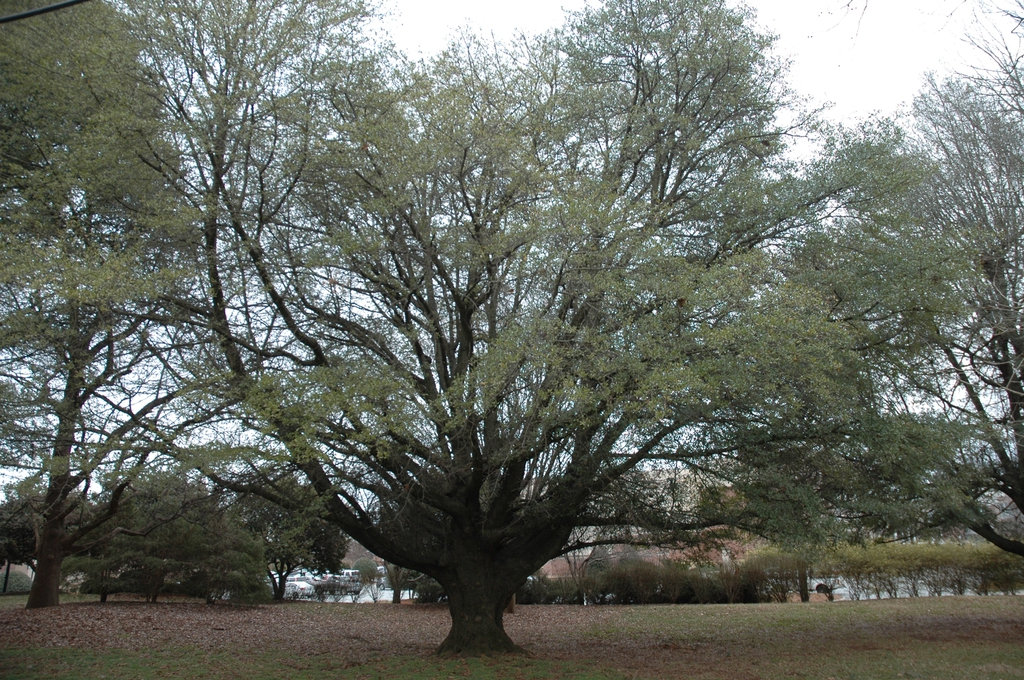 Form of a large tree