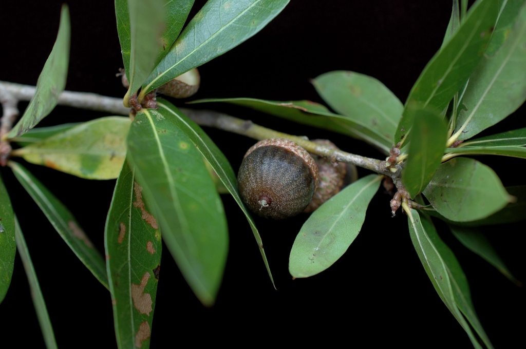 Acorn