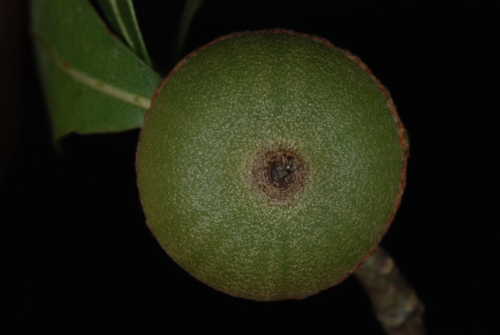 Bottom view of acorn (Moore County, NC)-Early Fall