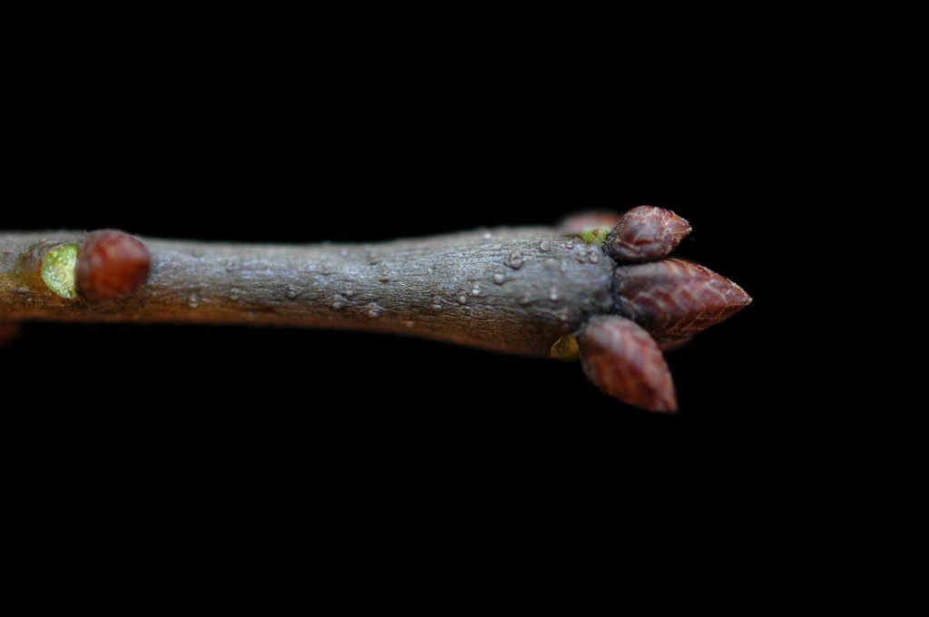 Stem and buds