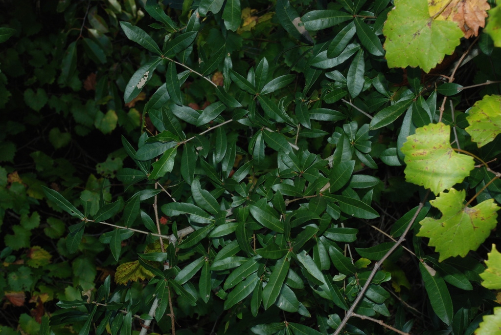 Branches (Moore County, NC)-Early Fall