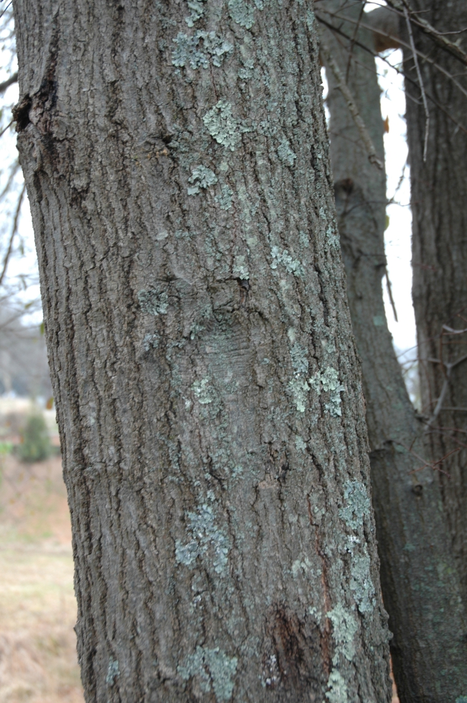 Bark