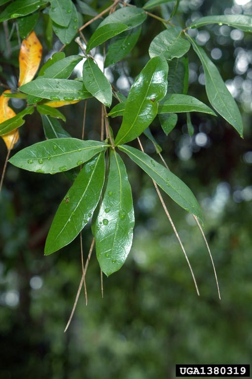 Leaves