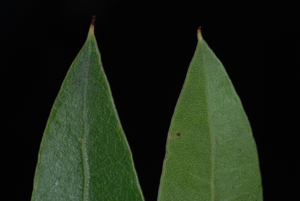 Front and back of leaf (Moore County, NC)-Early Fall