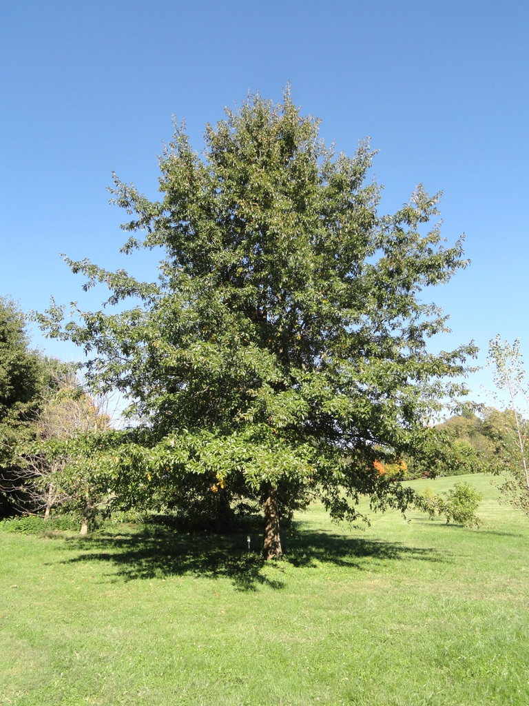 Form of a large tree