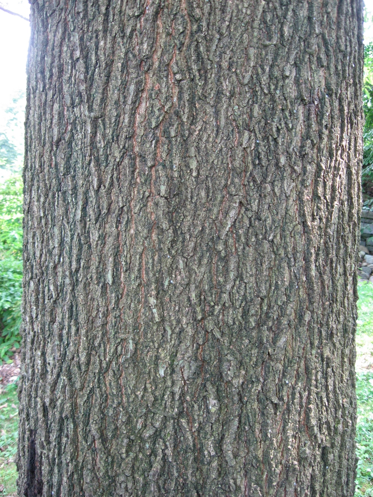 Brown fissured bark