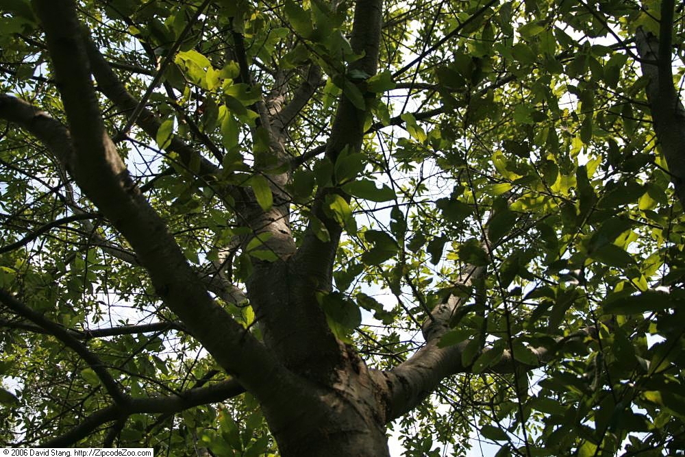 Branches